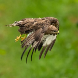 Ein Mäusebussard fliegt auf einem Weinberg bei Ortenberg zwischen Weinreben