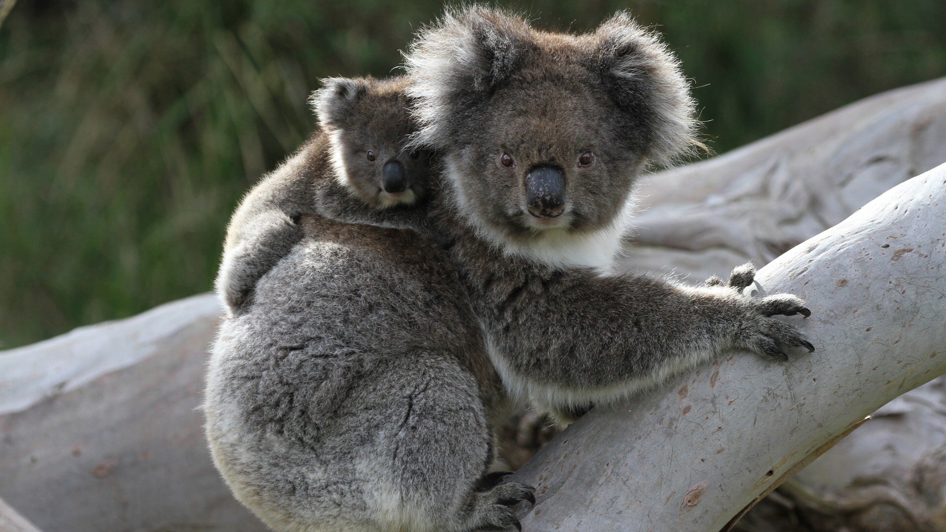 Wildes Australien Folge 4 In Den W ldern Der Koalas S01 E04 ARD Mediathek