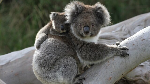 Ein Koalababy klammert sich auf dem Rücken seiner Mutter fest.