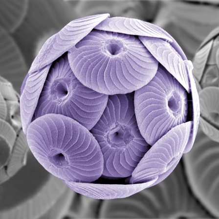 Coccolithoporide