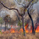 Ein Waldbrand in Australien