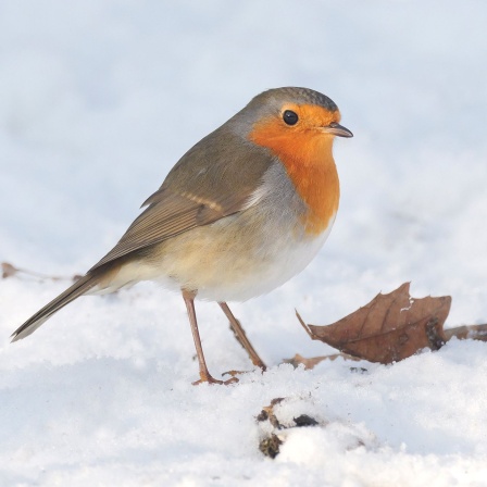 Rotkehlchen im Schnee © Wolfram Steinberg/picture alliance/dpa 