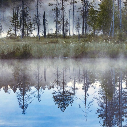 Moorsee, Finnland, Karelien. Bäume spiegeln sich im ruhigen klaren Wasser.