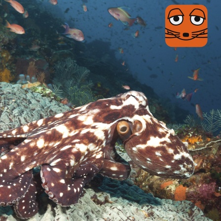 Themenbild MausZoom Oktopus