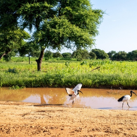 zwei Vögel in einem schmalen Fluss vor grüner Wiese und Baum