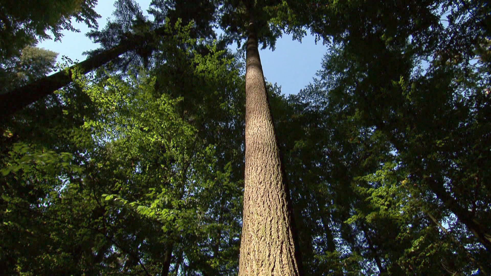 natürlich! Höchster Baum Deutschlands ARD Mediathek