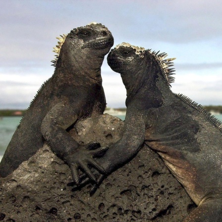 Spektakuläres Naturerbe der Menschheit - Streifzug über die Galapagos-Inseln