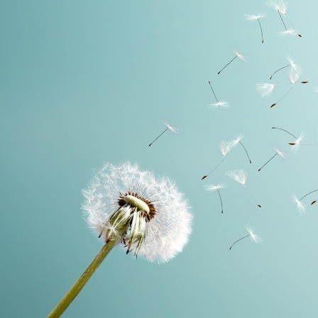 Pusteblume im Wind vor blauem Himmel