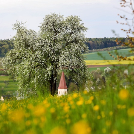 Streuobstwiese