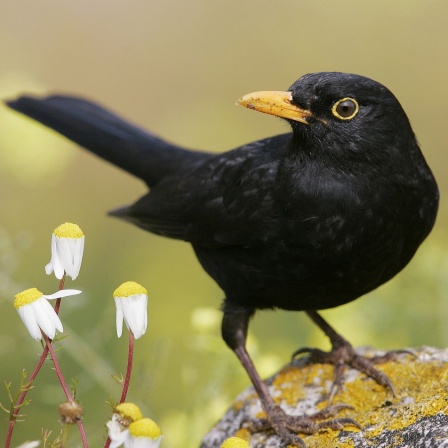 Das Beitragsbild des WDR3 Kulturfeature „Als mich die Amsel fragte" zeigt eine Amsel.