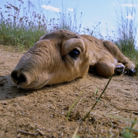 Highlights Wissenschaft 2024 (3/4) | Artensterben, Saiga Antilope, Plastikmüll