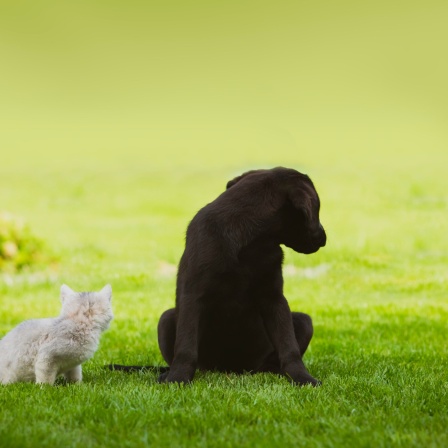 Ein Hund und eine Katze hocken auf einer Wiese und drehen den Kopf nach hinten