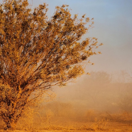 Auf der Flucht vor der Dürre - Der Überlebenskampf der Farmer in Australien