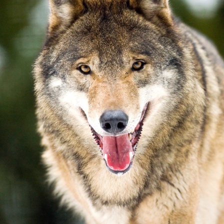 Ein Wolf durchstreift eine winterliche Landschaft.