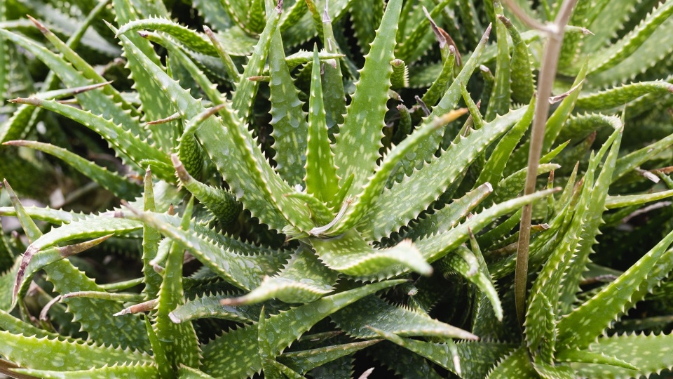 Aloe Vera gegen Sonnenbrand - was bringt das?
