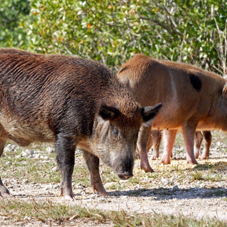 Wildes Schwein oder Wildschwein, Keiler mit Sauen, beim Fressen von verschüttetem Korn, im Stand auf Feldweg, Everglades, Florida, USA.