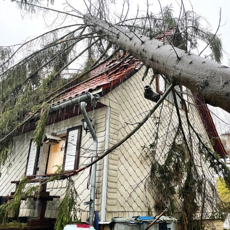 Ein umgestürzter Baum auf einem Haus.