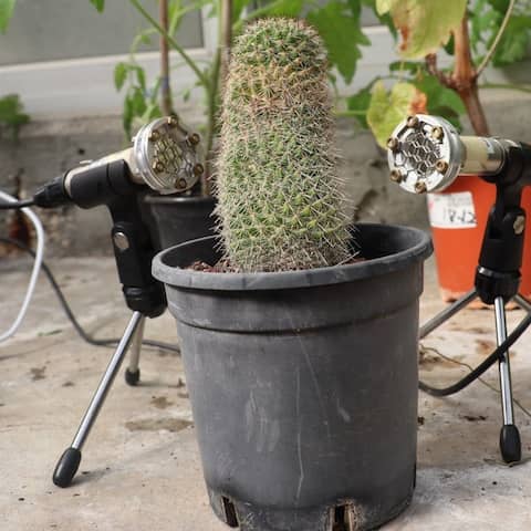 Das am 30.3.2023 von der Universität von Tel Aviv herausgegebene Bild zeigt zwei Mikrofone die neben einem Kaktus stehen.