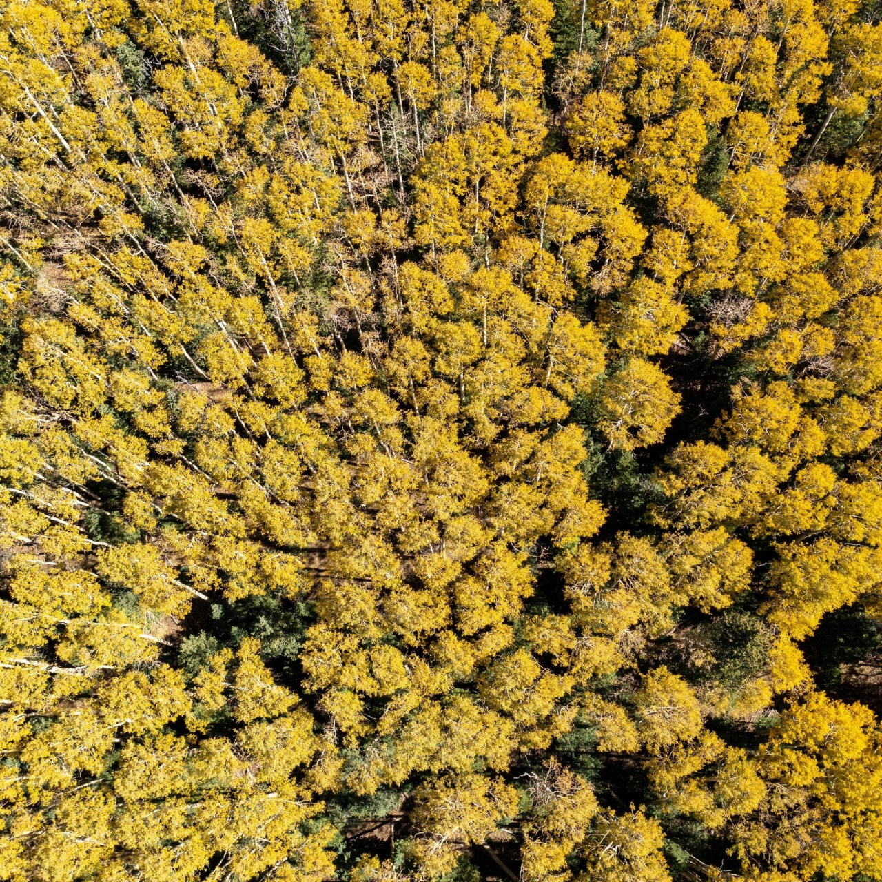 Forschung aktuell Deutschlandfunk · Biodiversität Mit