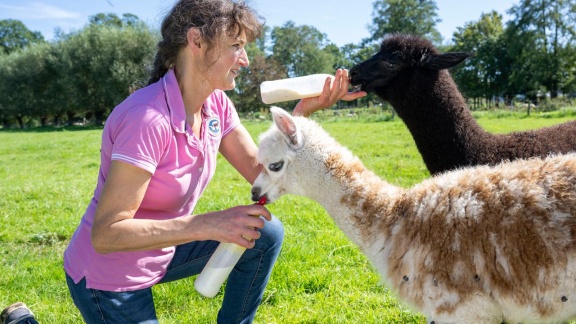 Hofgeschichten - Ackern Zwischen Alpen Und Ostsee - Folge 18: Die Lamas Werden Geschoren (s02/e18)