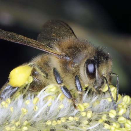 Verbrechensaufklärung durch Pollen - Forensische Pollenanalyse