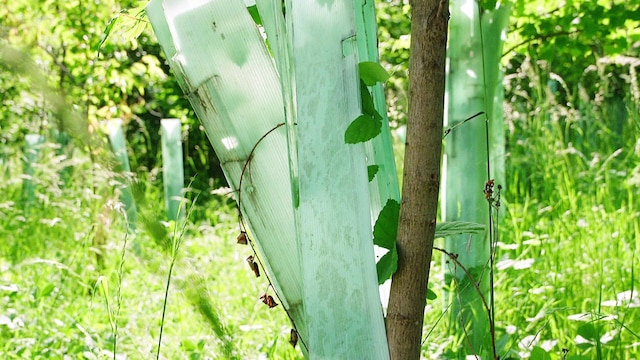 Baum mit Baumschutzhülle aus Plastik | Bild: BR