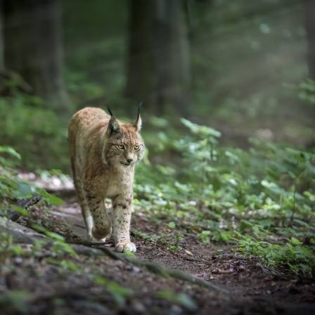 Der Luchs - Europas größte Raubkatze