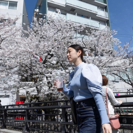 Kirschblüten in Kawasaki, Japan: Eine Frau wartet auf das grüne Licht an einem Zebrastreifen in der Nähe der blühenden Sakura - 07 Apr 2024