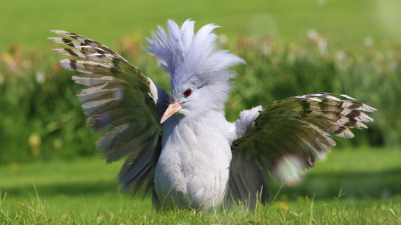 Wer Weiß Denn Sowas? - Warum Ist Der Kagu In Der Vogelwelt Einzigartig.