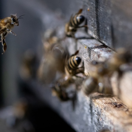 Nahaufnahme von Bienen an einem Bienenstock