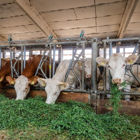 Rinder fressen frisches Grass in einem Stall in der Oberlausitz in Sachsen.