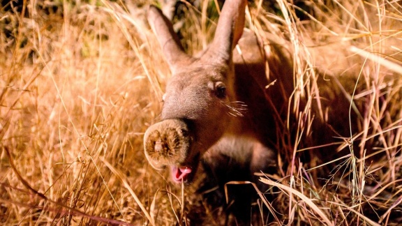 Erlebnis Erde - Tierische Wohngemeinschaften