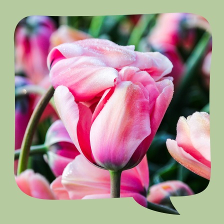 Mary-Anns Tulpen | Erzählung aus Süd-England | erzählt von Gudrun Rathke