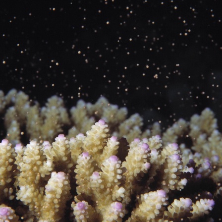 Laichen von Korallen im Great Barrier Reef