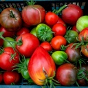 Bio-Tomaten in verschiedenen Formen. 