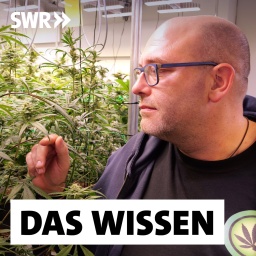 Daniel Keune, Erster Vorsitzender des Cannabis Social Club Ganderkesee, steht vor Cannabis-Pflanzen in den Räumen des Anbauvereins Cannabis Social Club: Am 1. April 2024 trat das Cannabisgesetz in Kraft. Bis heute wird es hitzig und sehr emotional diskutiert. Wie steht es um Anbauvereine, Eigenanbau und Gesundheitsschutz?
