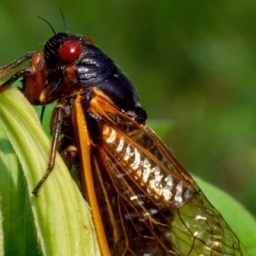 Eine Singzikade (Magicicada septendecim) sitzt auf einem Blatt.