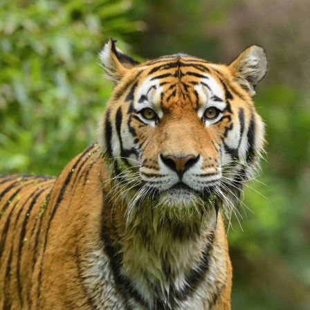 Die Tierdocs: Tiger mit Echo