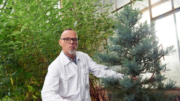 Wissen Vor Acht - Natur - Mammutbäume - Wolkenkratzer Aus Holz