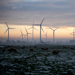 Schafe stehen im Ortsteil Oldenbrok auf einer verschneiten Weide, während die untergehende Sonne den Himmel hinter Windkraftanlagen am Horizont in ein warmes Licht taucht.