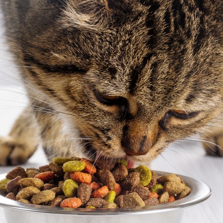 Eine Katze frisst Trockenfutter