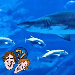 Können Fische einen Hai fressen?