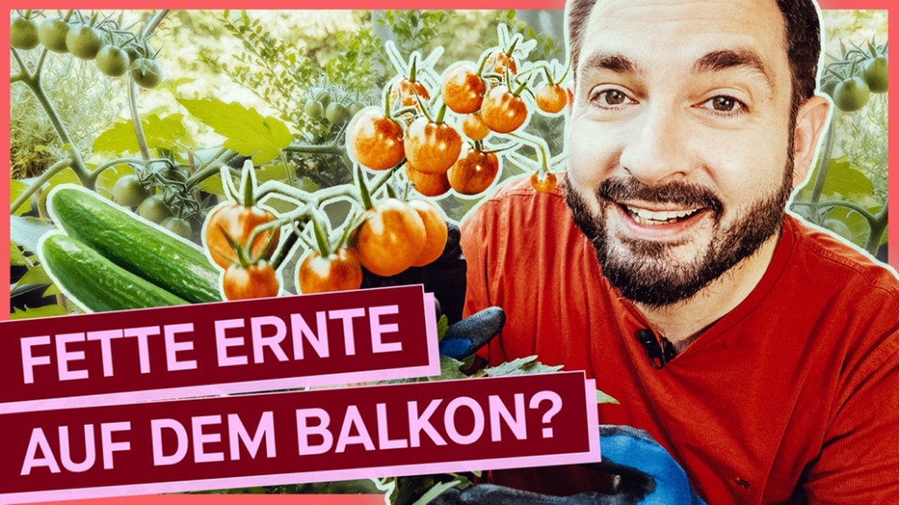 Gemüse auf dem Balkon anbauen: Lohnt es sich?