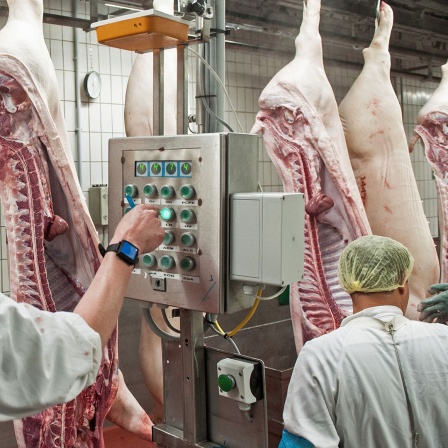 Schweinehälften passieren einen Kontrollterminal in einem Schlachthof in Ostfriesland.