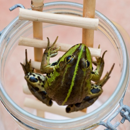 Ein Frosch sitzt auf einer Leiter in einem Glas