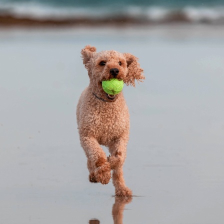 Hund rennt mit Tennisball im Mund.