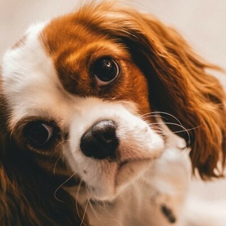 Ein kleiner Hund schaut mit großen Augen in die Kamera