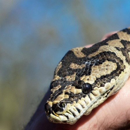 Ein Teppichpython kriecht über eine Hand.