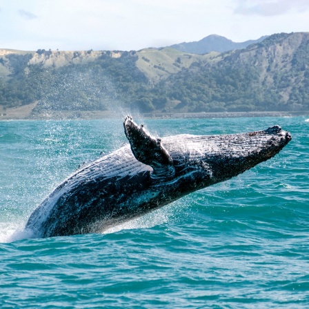 Ein Buckelwal springt aus dem Wasser.