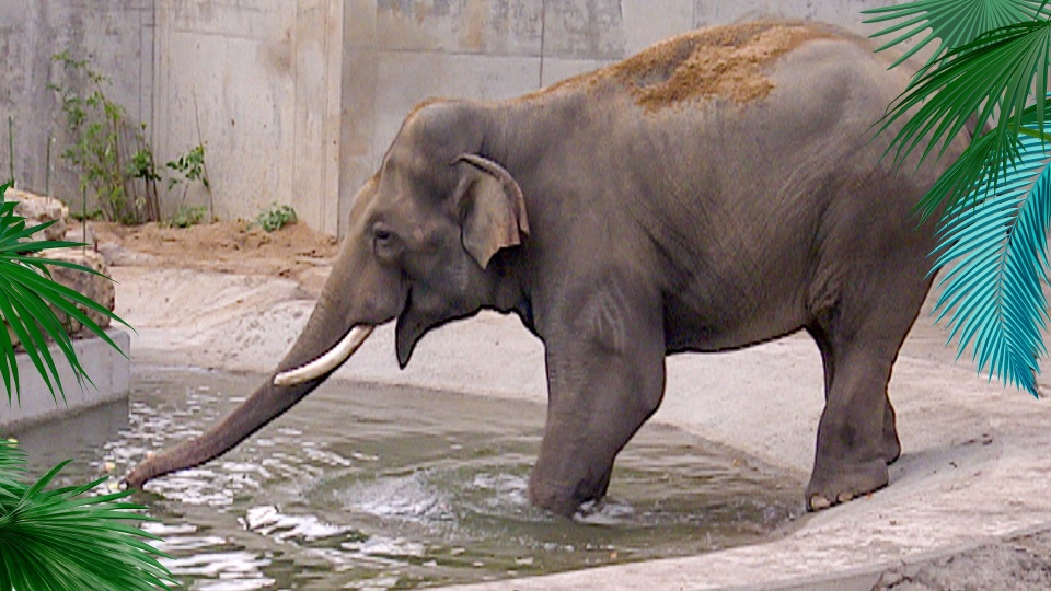 Elefant Tiger Co Gezeichnet fürs Leben 73  hier anschauen 